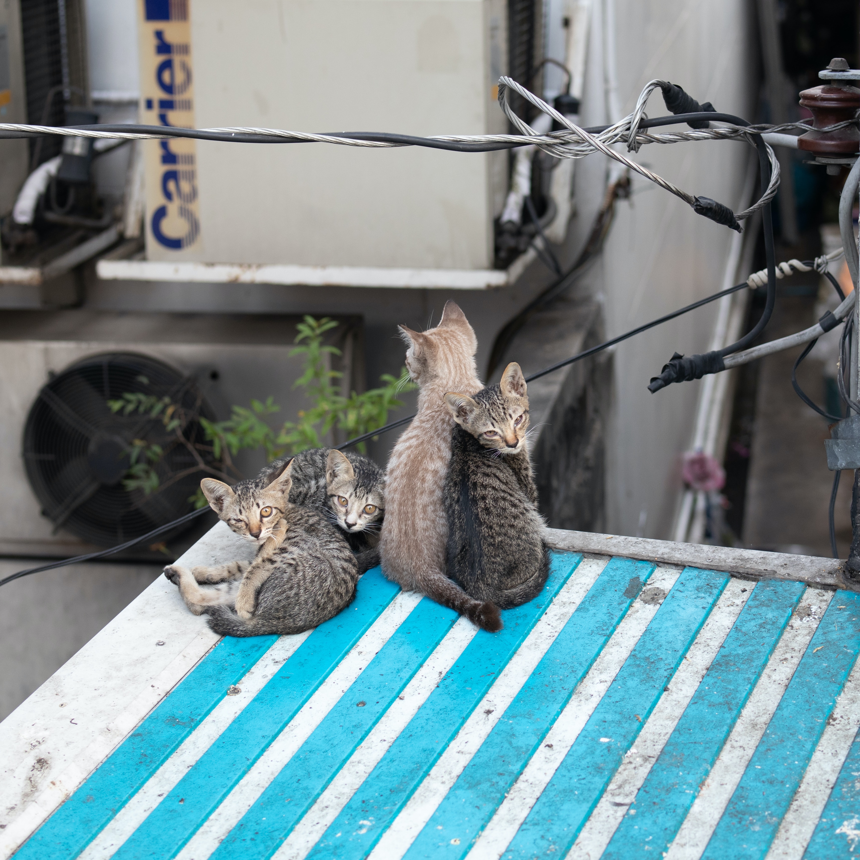 Family of stray cats sit close together on a blue tin roof.