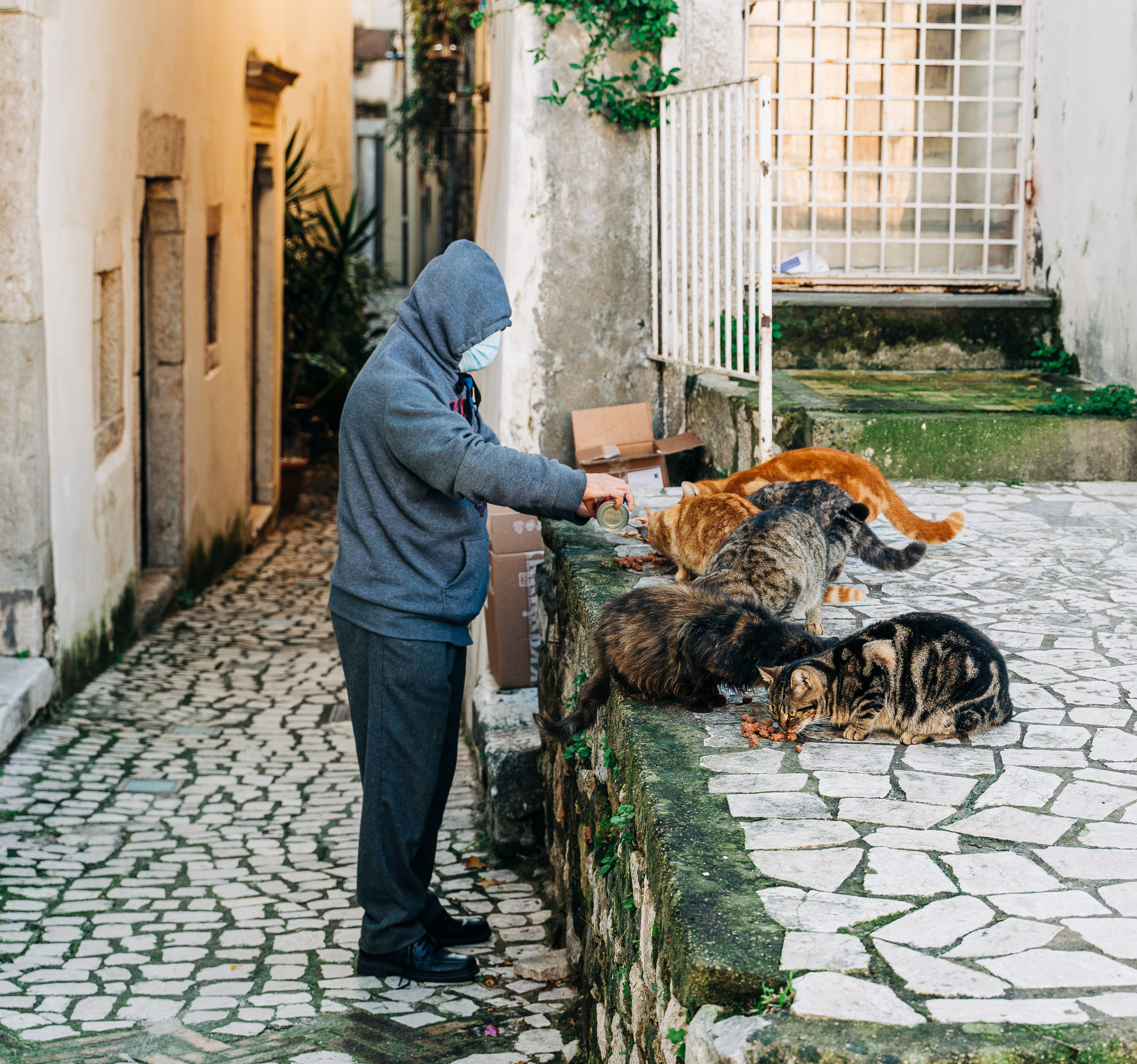 Man with hood and medical mask feeding stray cats in a cobblestone alleyway.